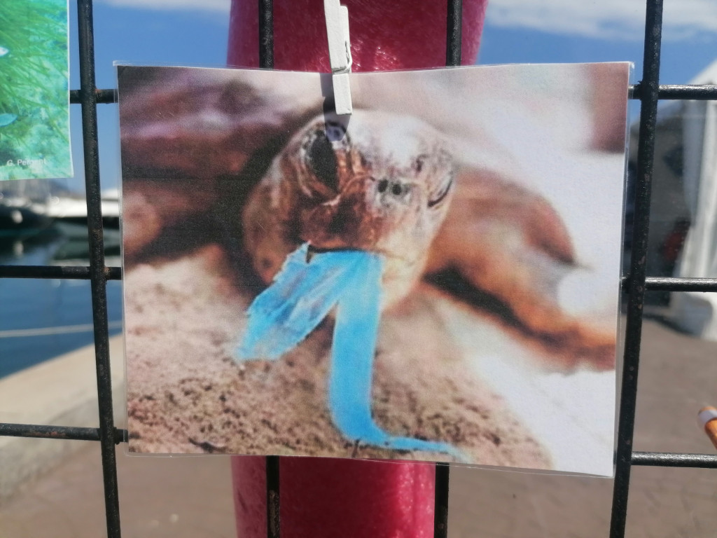 Surfrider, les dégâts liés à la pollution plastique