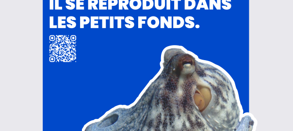 Affiche Anges de poulpes (4)