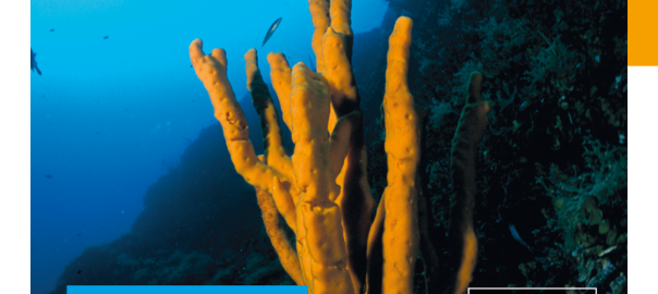 Port - Beaulieu - BIODIVERSITÉ MARINE -declinaisons_digitales_et_RS-1080 x 1440-v2